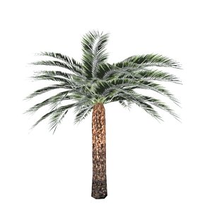 dates palm tree 3D