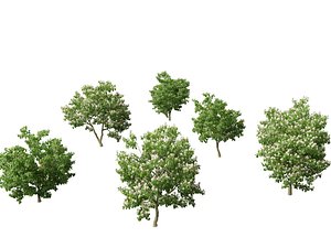 Catalpa speciosa - Northern catalpa 3D