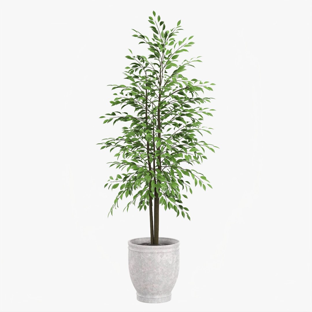 Potted decorative tree 02 model - TurboSquid 1777281