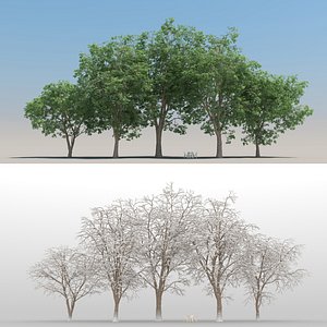 5 Oak Trees with snow