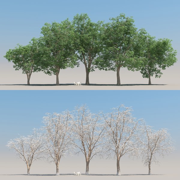 3D 5 oak tree