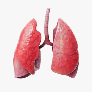 3D Human Lungs