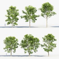Fraxinus excelsior - European ash 02 3D model