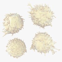 Lymphocytes  T-Cells