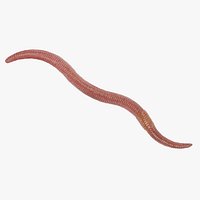 Earthworm