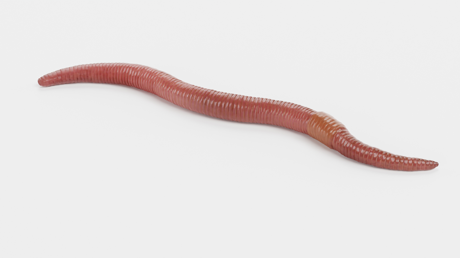 Earthworm Earth Worm 3D Model - TurboSquid 1659196