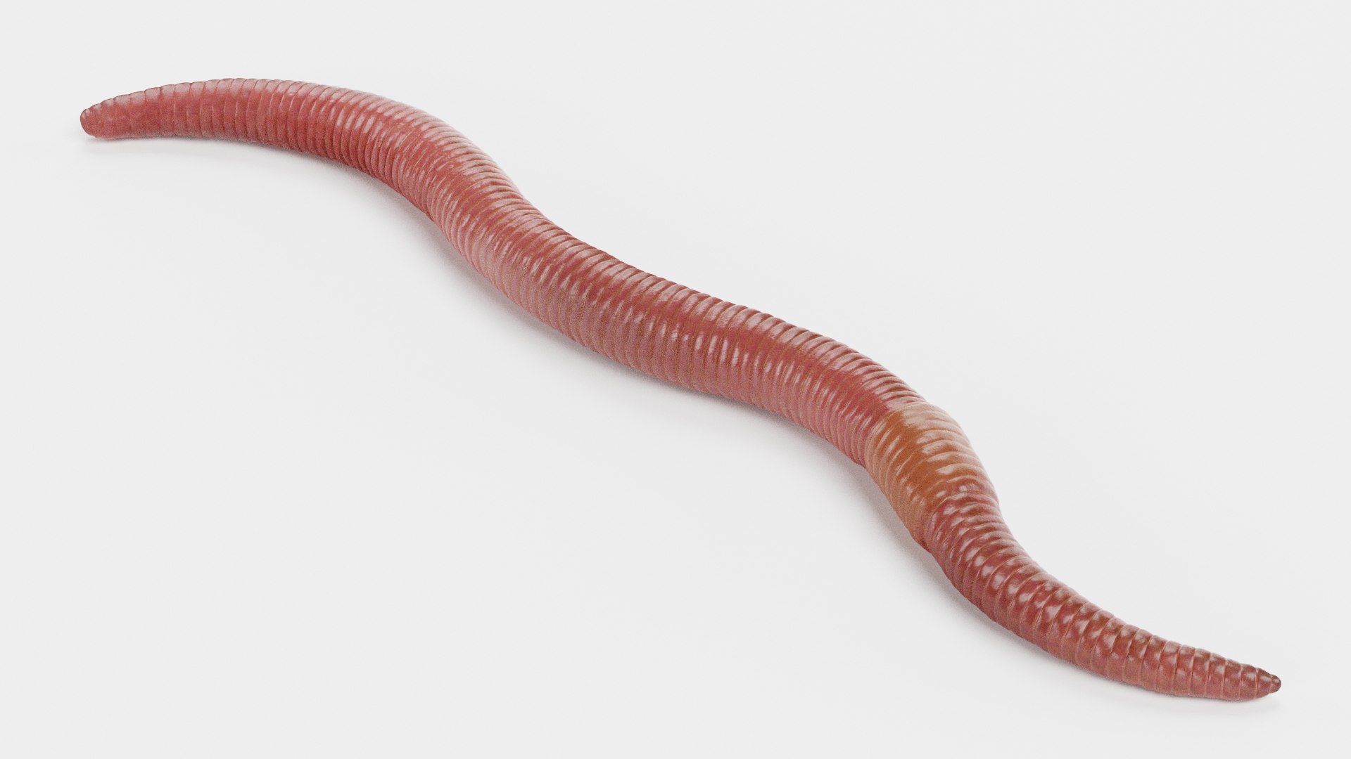 Earthworm Earth Worm 3D Model - TurboSquid 1659196