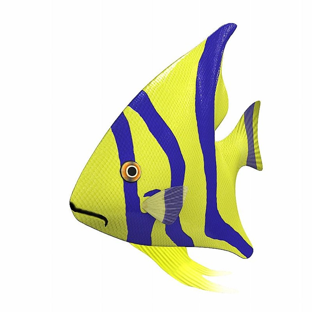 exotic fish animation 3d model