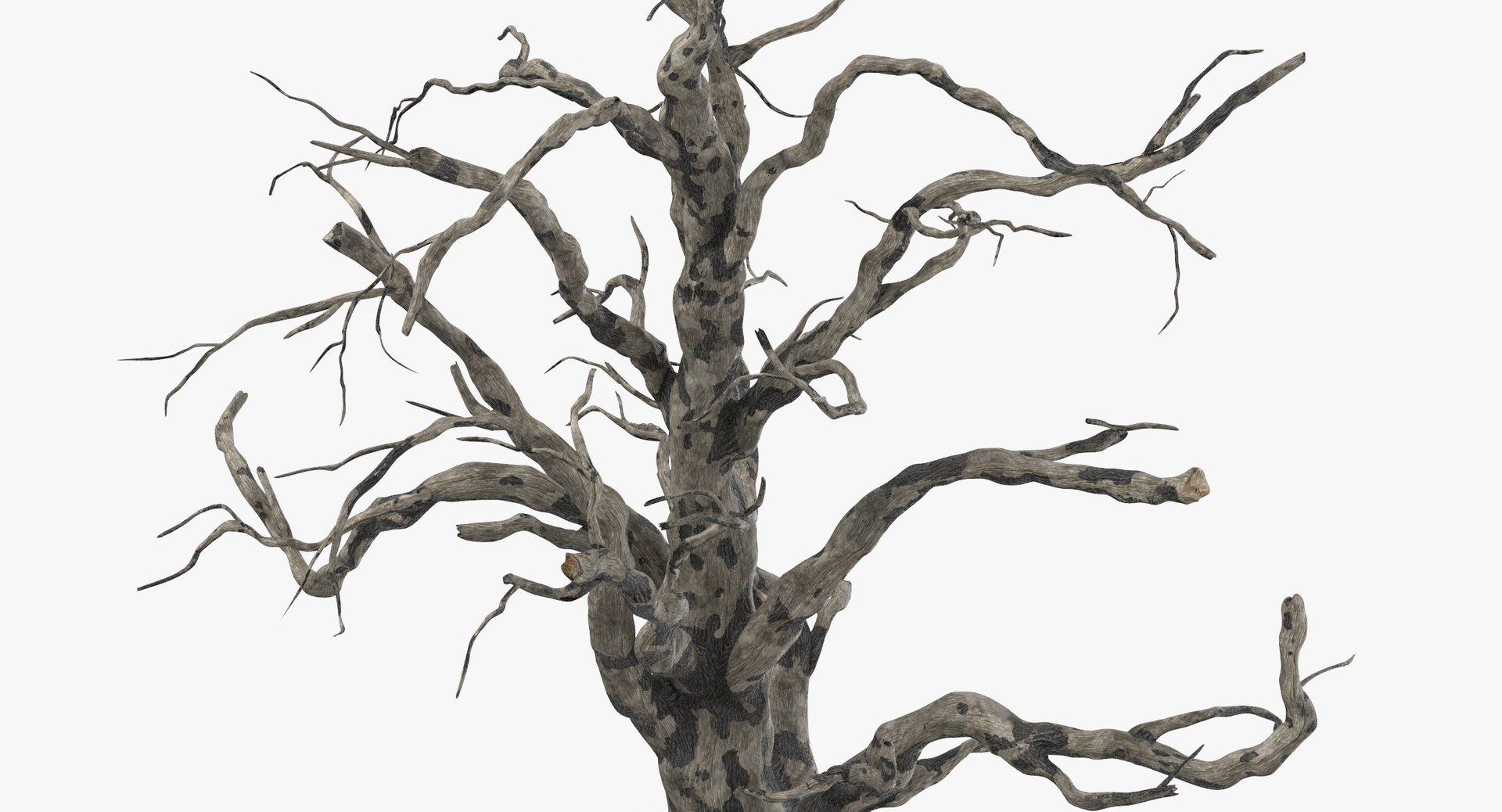 old dead tree 03 3d model https://p.turbosquid.com/ts-thumb/N5/MtHcKM/l22HWaCn/old_dead_tree_03_thumbnail_0005/jpg/1481471691/1920x1080/fit_q87/64bdb4a39a2c48be11f83168fbc6522b3aa3a0dd/old_dead_tree_03_thumbnail_0005.jpg