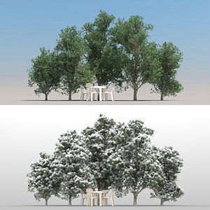 5 Citrus Trees with snow