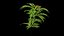 Mahonia cinese Narihira-hiiragi-nanten 3p