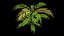 Mahonia cinese Narihira-hiiragi-nanten 3p