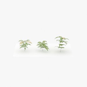 mahonia leaves gardens 3D model