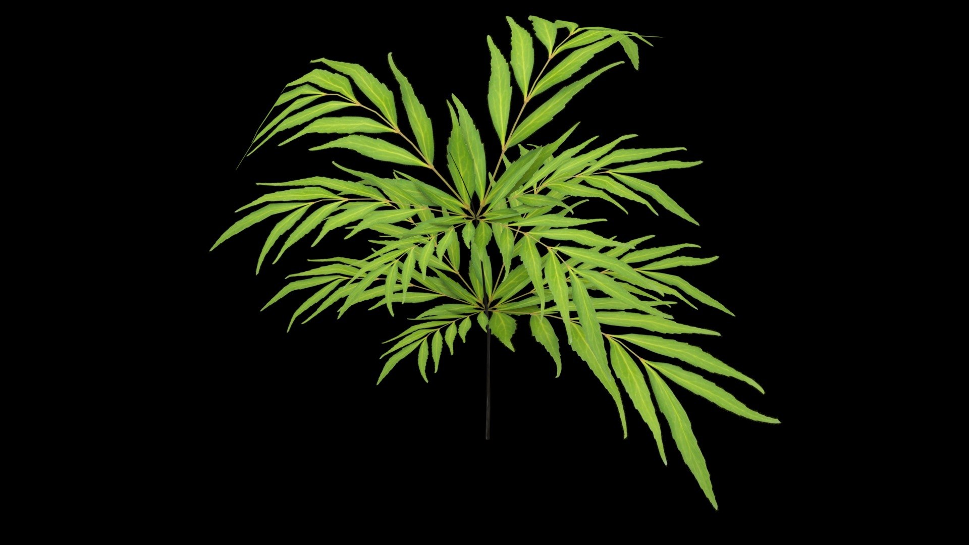 mahonia leaves gardens 3D model https://p.turbosquid.com/ts-thumb/N5/gWDis4/jF/image002/jpg/1607844032/1920x1080/fit_q87/afee0ff41e3e2140c5668b547fe78cca34cf5a96/image002.jpg