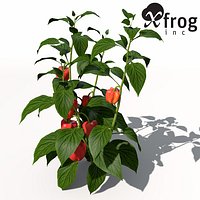 XfrogPlants Chili Pepper