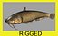 catfish