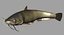 catfish