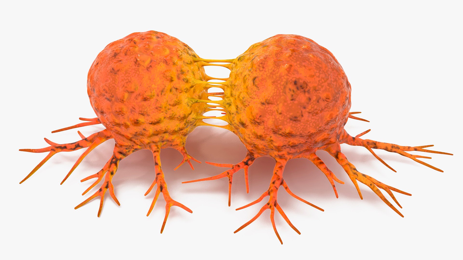Cancer Cell Dividing 3D model preview