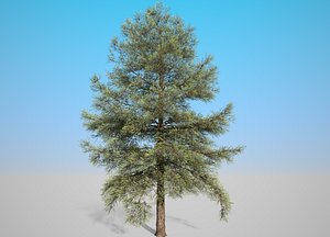 Conifer Tree 001 model