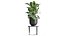 Houseplants in a pot for the interior 845