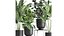 Houseplants in a pot for the interior 845
