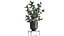 Houseplants in a pot for the interior 845