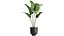 Houseplants in a pot for the interior 845