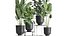 Houseplants in a pot for the interior 845