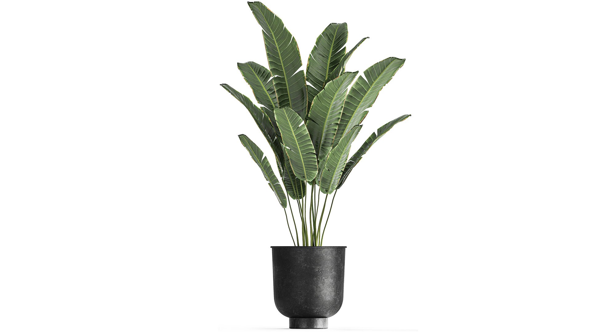 3D plants interior pots planter model https://p.turbosquid.com/ts-thumb/N5/yB6twL/jC/1plants22502202104/jpg/1614350167/1920x1080/fit_q87/b42dafd78c1ae1570491c5293acfbce18cefb4e4/1plants22502202104.jpg