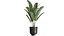 Houseplants in a pot for the interior 845