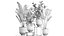 Houseplants in a pot for the interior 845