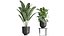 Houseplants in a pot for the interior 845
