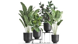 Houseplants in a pot for the interior 845