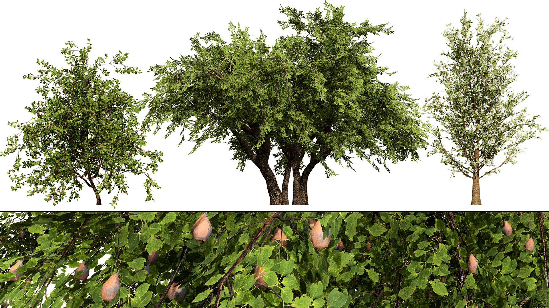 3D Wild Pear Tree 3D Model Pack https://p.turbosquid.com/ts-thumb/N5/zUVbtA/FY/zartcoverfloweringplymouthpeartree/jpg/1759569449/1920x1080/fit_q87/bf37abdee98728684344a0d710f765b5c523c853/zartcoverfloweringplymouthpeartree.jpg