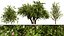 Wild Pear Tree 3D Model Pack
