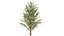 Wild Pear Tree 3D Model Pack