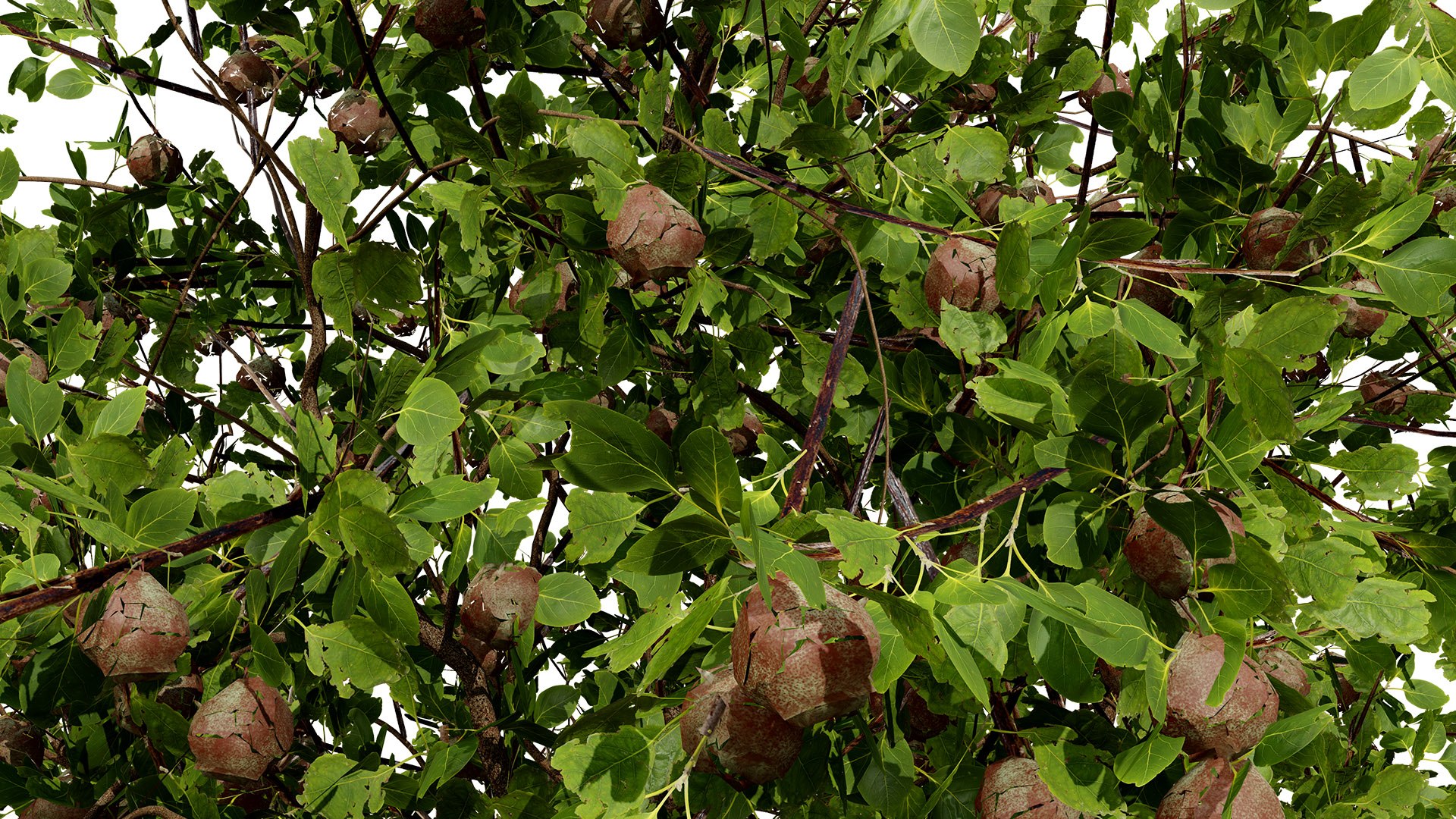 3D Wild Pear Tree 3D Model Pack https://p.turbosquid.com/ts-thumb/N5/zUVbtA/P0/smallscalewithfruit02l/jpg/1759569442/1920x1080/fit_q87/8b15b5eb57f14adc7f07e39201ac3d692ef59d6c/smallscalewithfruit02l.jpg