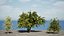 Wild Pear Tree 3D Model Pack