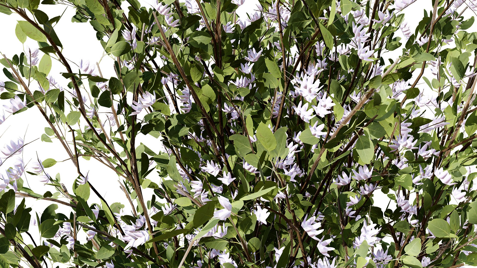 3D Wild Pear Tree 3D Model Pack https://p.turbosquid.com/ts-thumb/N5/zUVbtA/Um/floweringplymouthpeartree02zl/jpg/1759569431/1920x1080/fit_q87/9b8b340c993b4caa87a48370c9aad42396ec7736/floweringplymouthpeartree02zl.jpg
