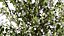 Wild Pear Tree 3D Model Pack