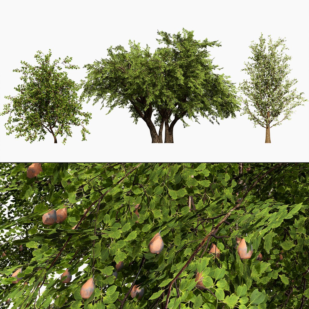 3D Wild Pear Tree 3D Model Pack https://p.turbosquid.com/ts-thumb/N5/zUVbtA/bV/0000searchcoverfloweringplymouthpeartree/jpg/1759569430/1920x1080/fit_q87/a09caf719bc360ca890c8ce50e9161ebba045c38/0000searchcoverfloweringplymouthpeartree.jpg