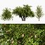 Wild Pear Tree 3D Model Pack