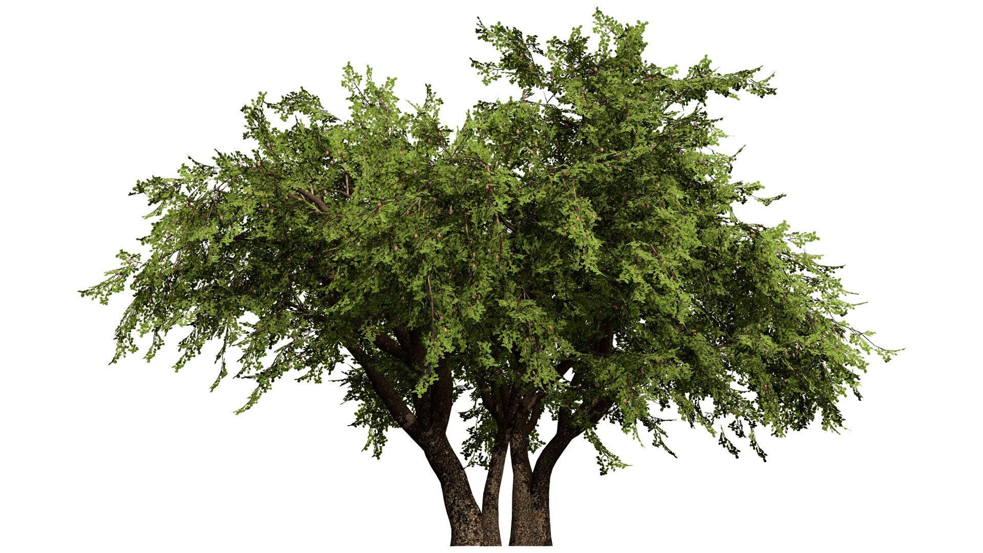 3D Wild Pear Tree 3D Model Pack https://p.turbosquid.com/ts-thumb/N5/zUVbtA/wi/greenbigscaletreewithfruitl/jpg/1759569426/1920x1080/fit_q87/bc8673c2a77bd7045f75614eb8c2b5972fe48b1b/greenbigscaletreewithfruitl.jpg