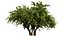 Wild Pear Tree 3D Model Pack
