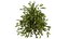 Wild Pear Tree 3D Model Pack