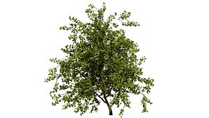 Wild Pear Tree 3D Model Pack