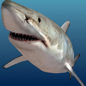 3dsmax shark