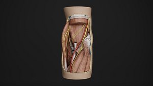 Human Anatomy-Nervous System-Deep Cubital fossa