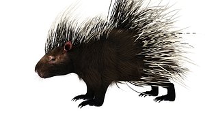 porcupine 3D model