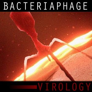 T4 Bacteriaphage(1)